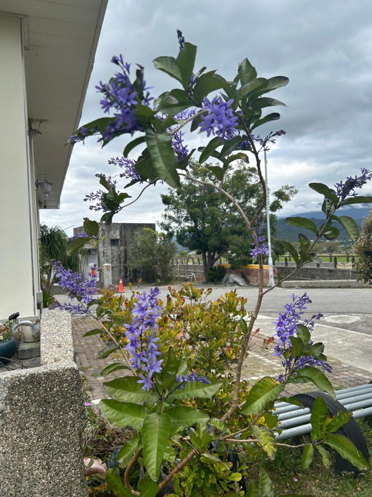 Xian Qing Yu Zhi Homestay Чишанг Екстериор снимка
